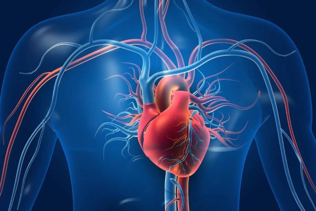 أمراض القلب: أنواعها وأسبابها وأعراضها | Ilajak médical