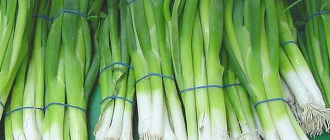 البصل الأخضر طعام صحي غني بالنحاس والمغنيسيوم